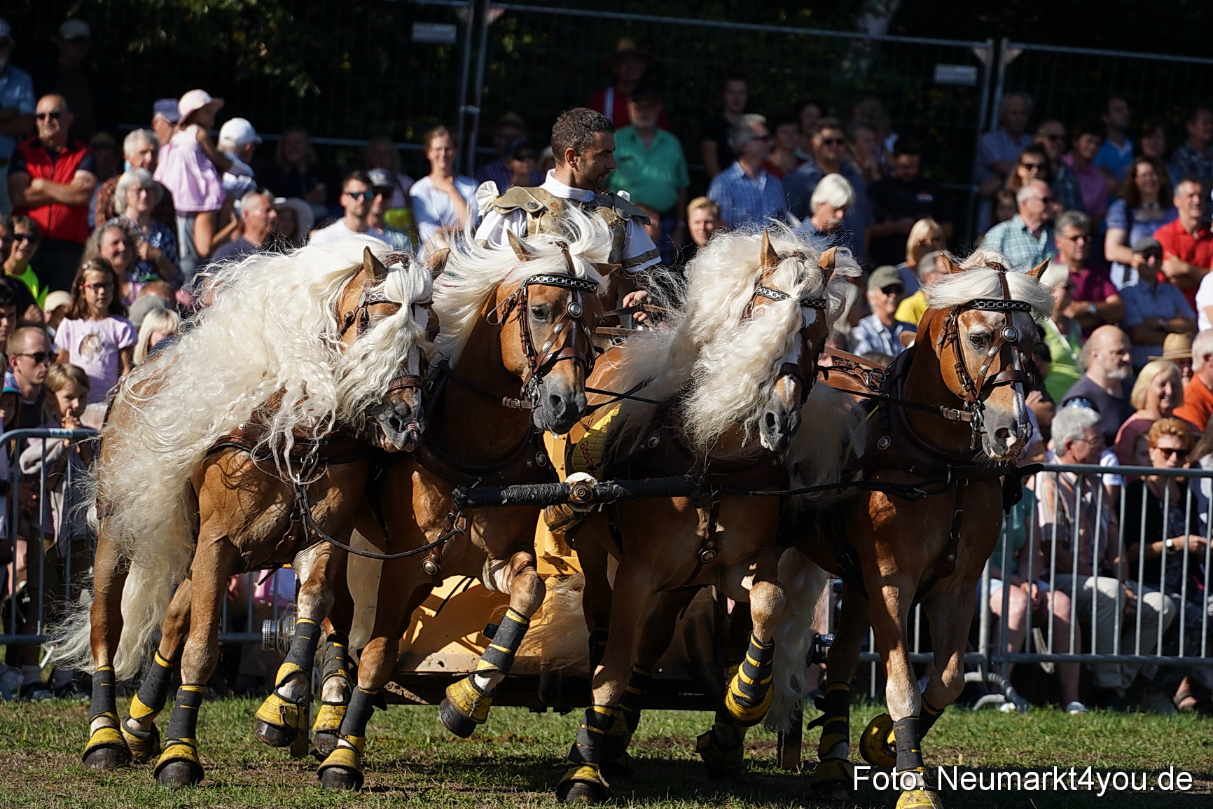 Pferde und Fohlenschau 2022 0034 